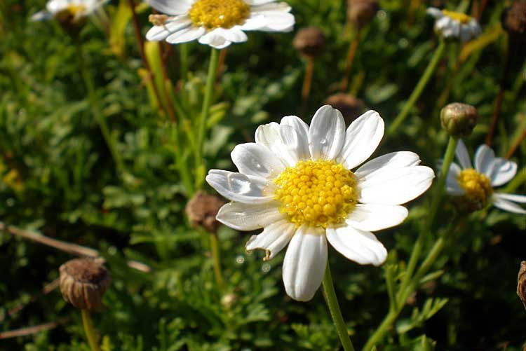 Anacyclus Pyrethrum flowers in a garden landscape