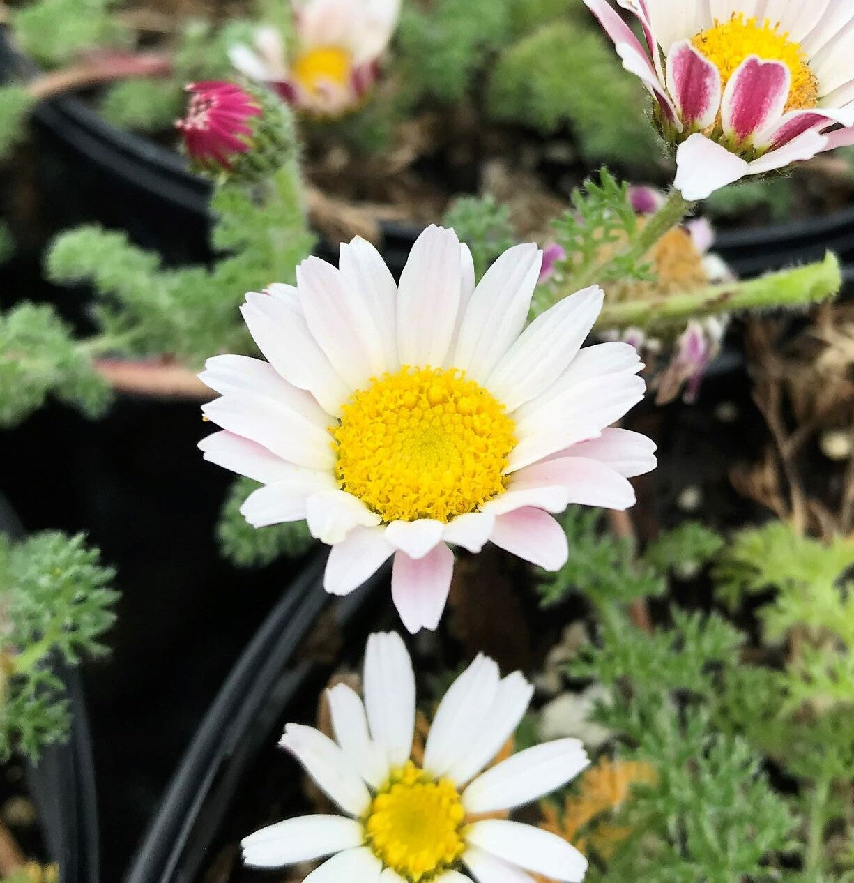 Anacyclus Pyrethrum Flower Seeds for Garden Planting