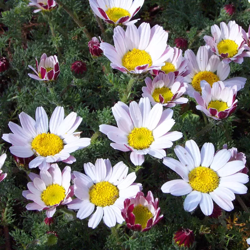 Anacyclus Pyrethrum flowers in a rock garden