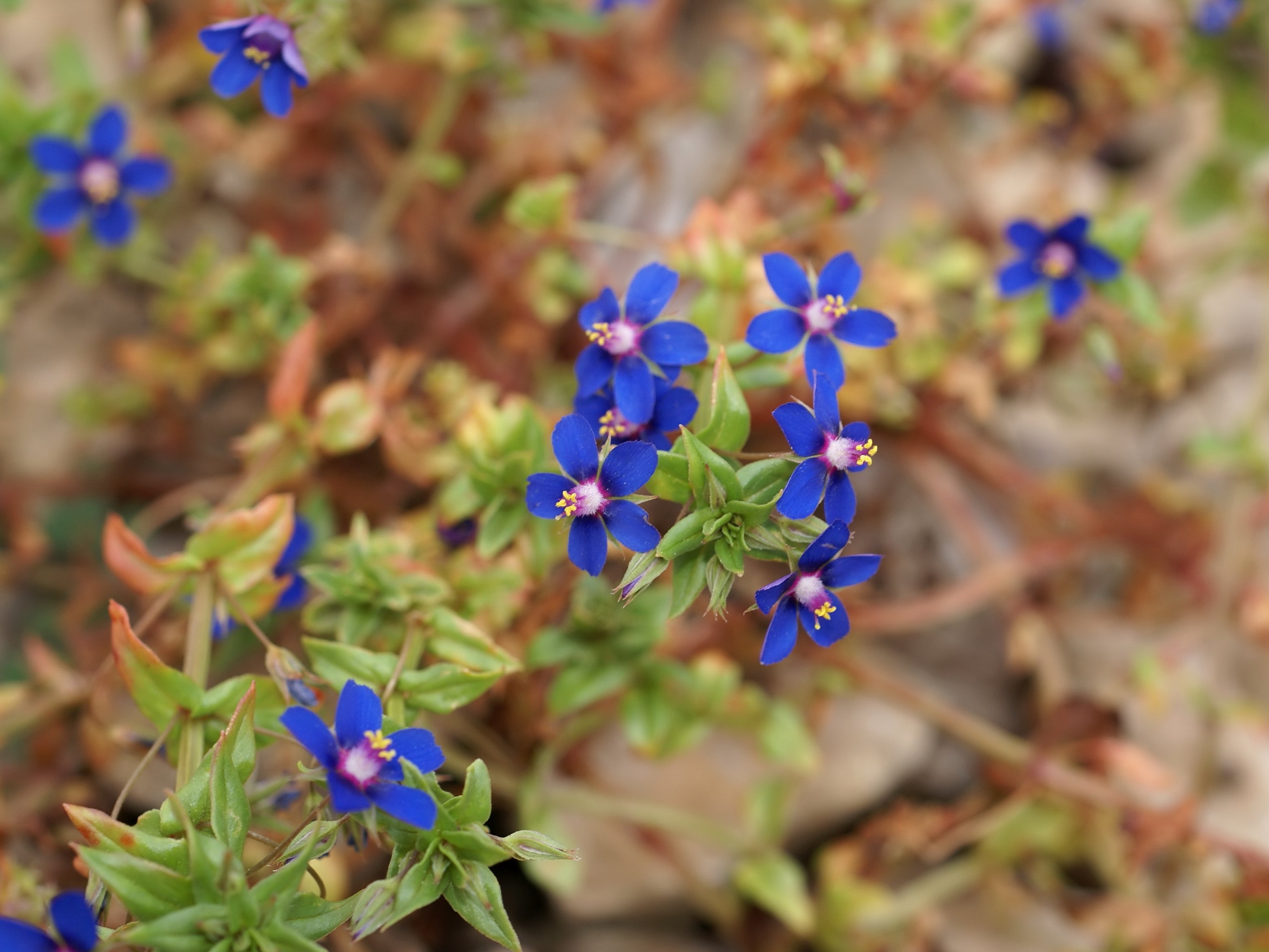 Anagallis Flower Seeds for Garden – Vibrant Blue Blooms