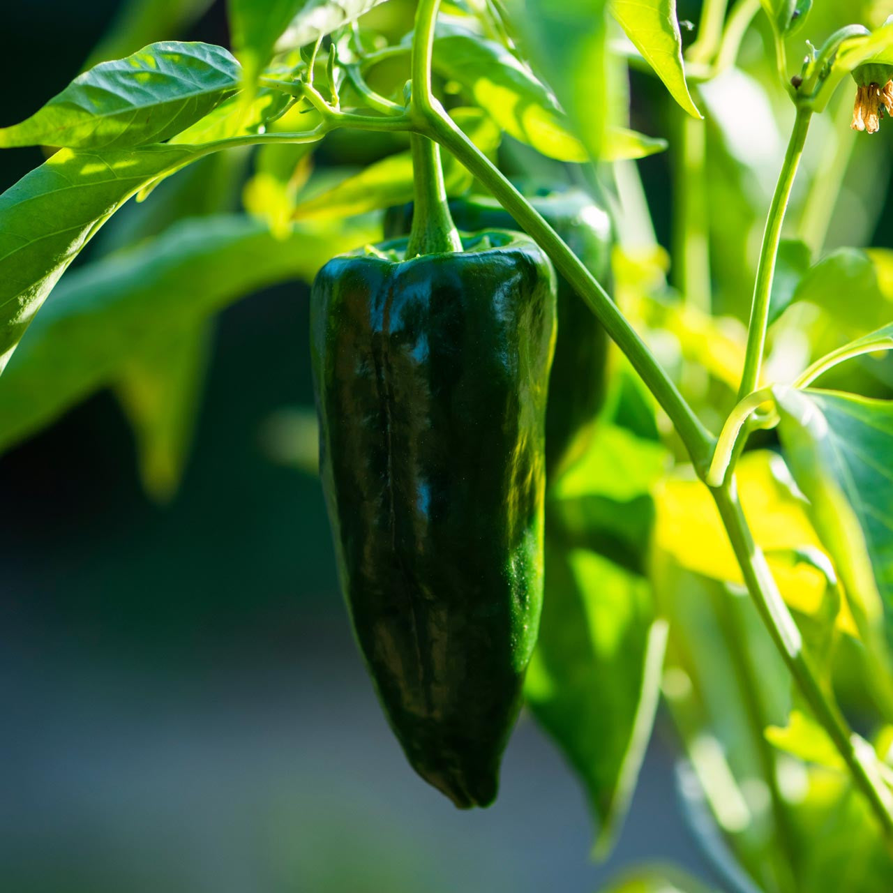 Vigorous Ancho Poblano pepper plant in garden