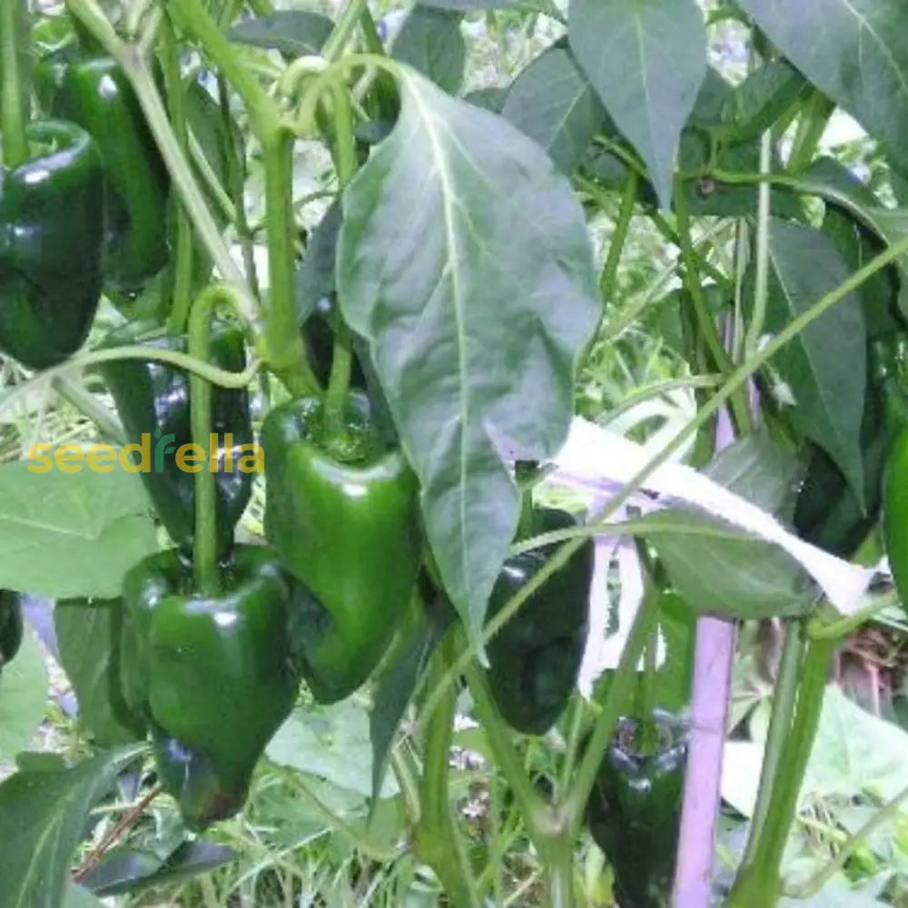 High quality Ancho Poblano pepper seeds closeup