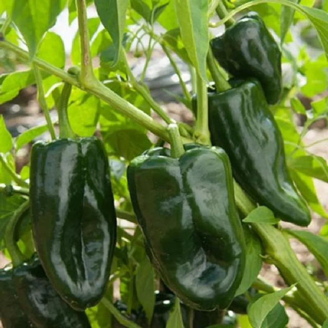Ancho Poblano pepper seeds for planting in home gardens