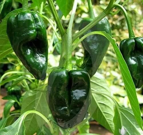 Ancho Poblano pepper seeds for home gardens