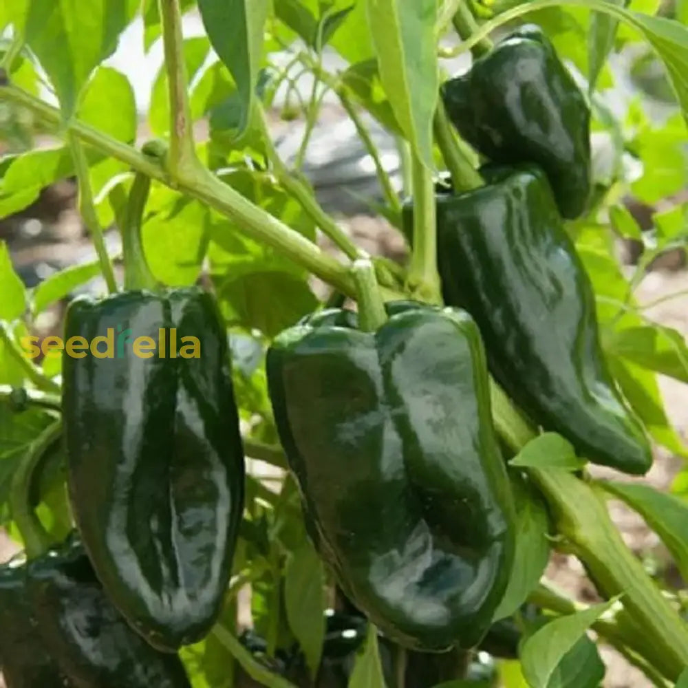 Ancho Poblano Seeds For Flavorful Homegrown Peppers