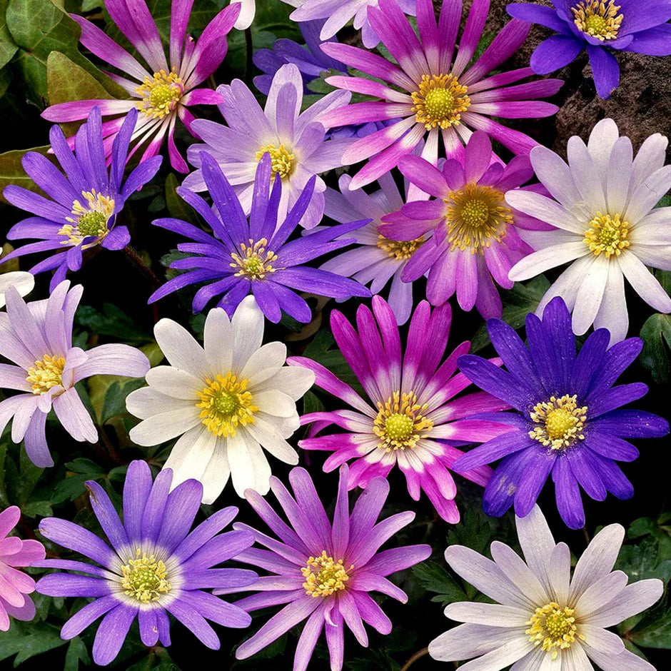 Anemone Blanda Flower Seeds for Planting