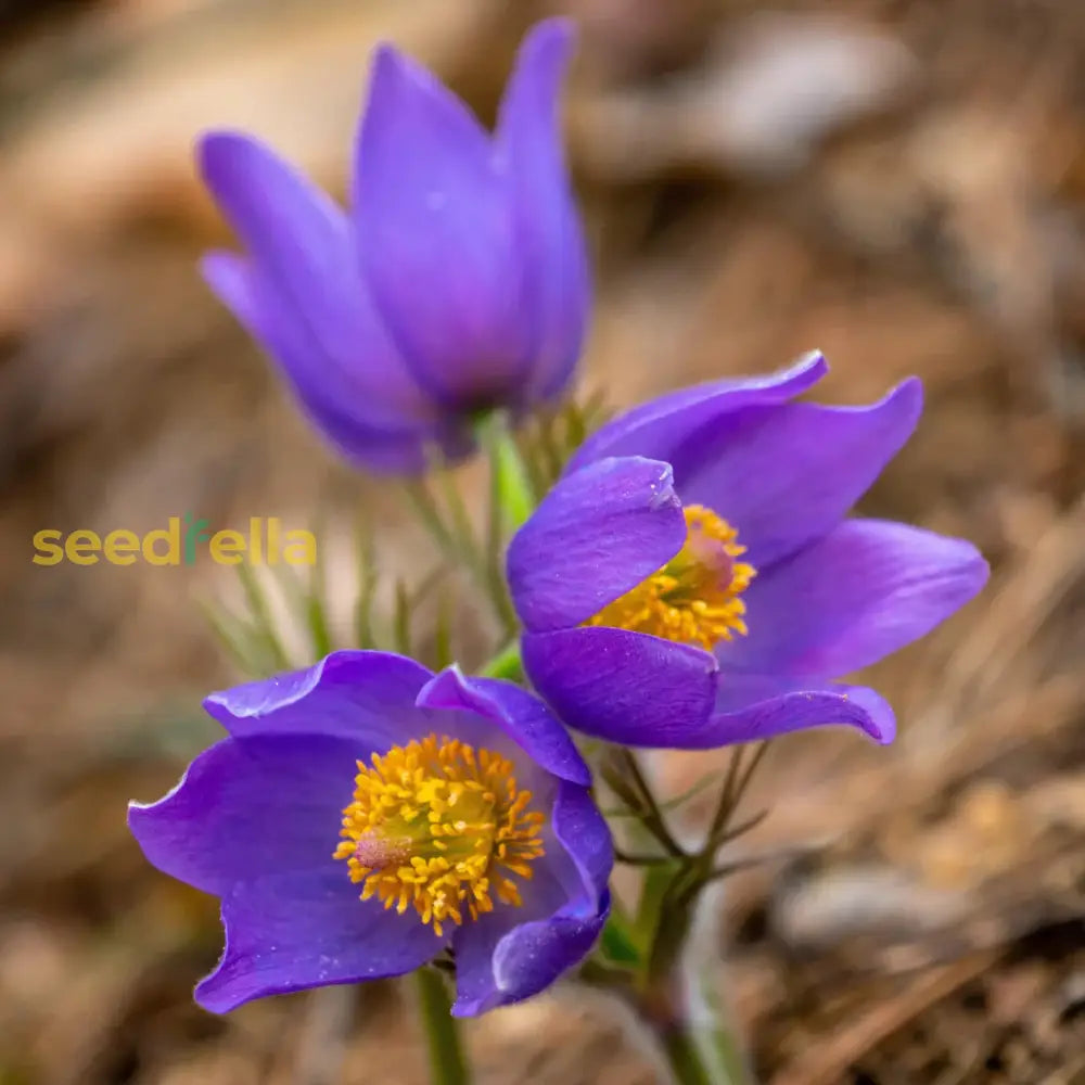 Anemone Flower Seeds For Planting Light Violet - Experience The Soft And Lovely Anemones