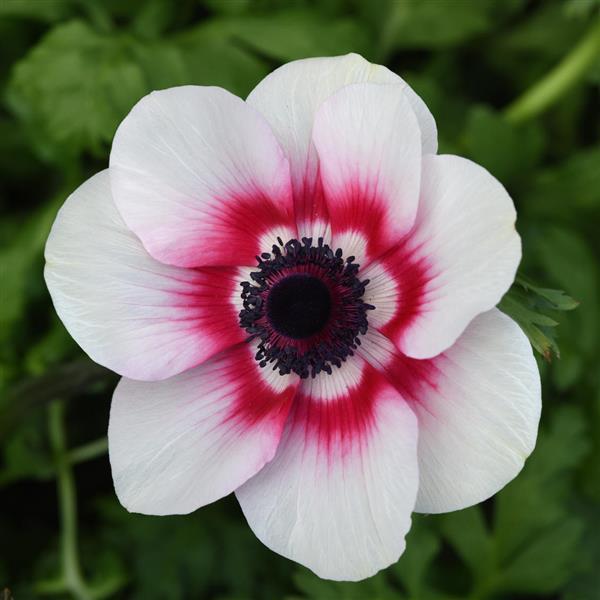 Anemone Flower Seeds Pink and White for Planting