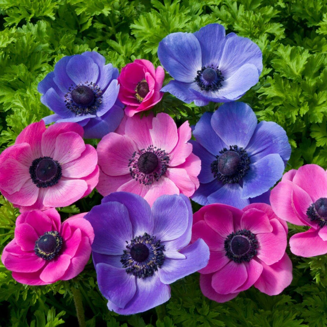 Anemone Mixed Color planted along garden border