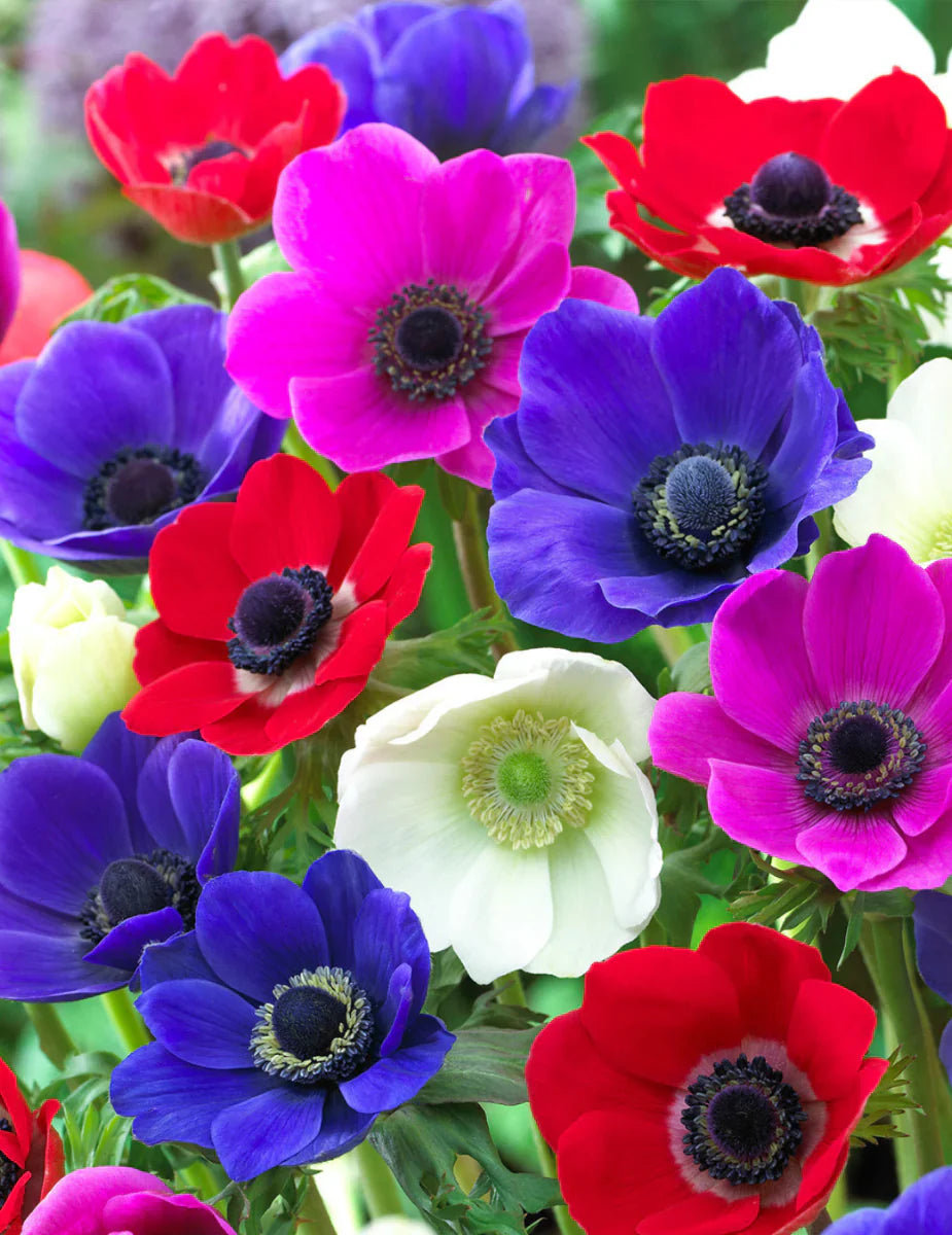 Beautiful Garden Display of Mixed Anemones