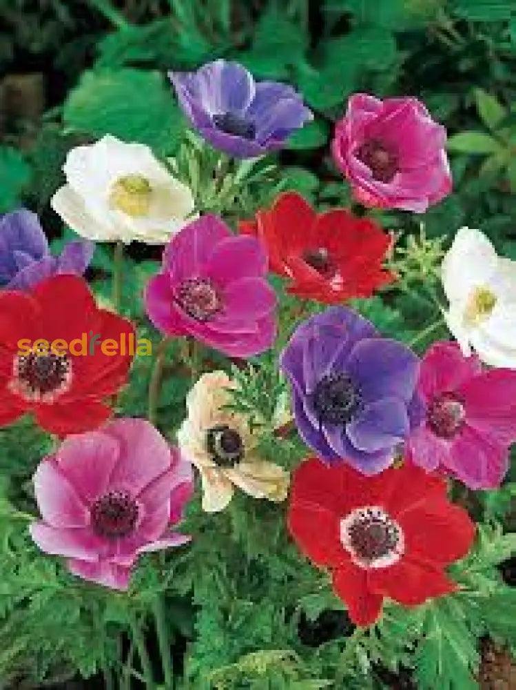 Anemone Mixed Color Flower Seeds For Planting