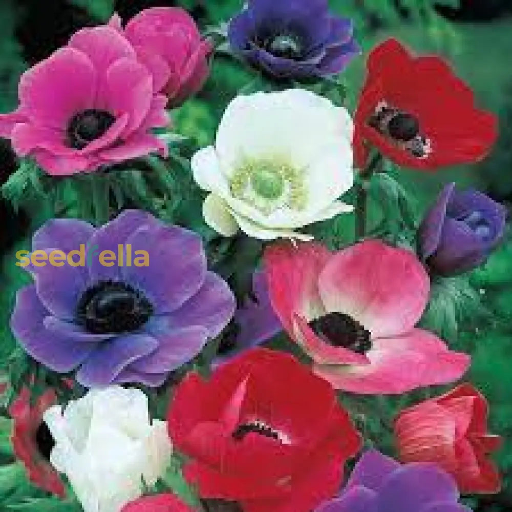 Anemone Mixed Color Flower Seeds For Planting