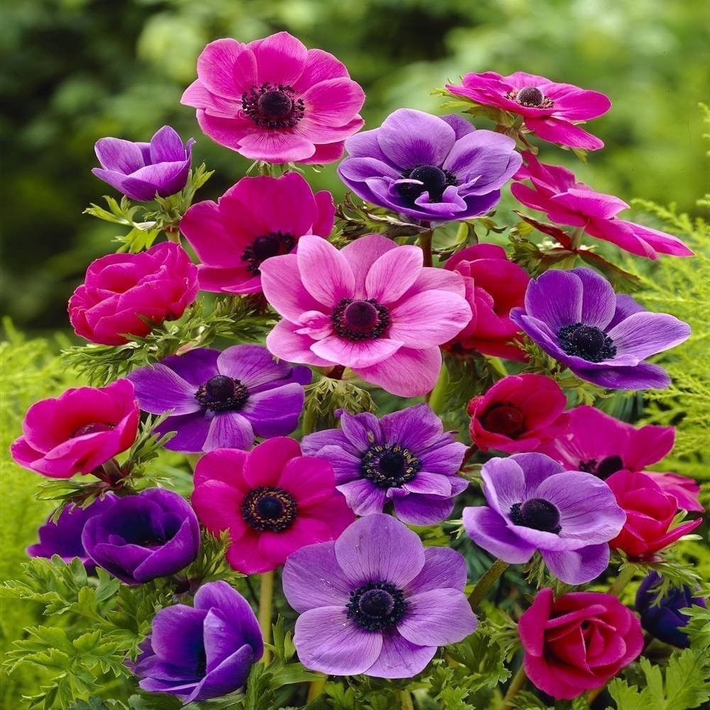 Anemone Mixed Color Flower Seeds for Planting