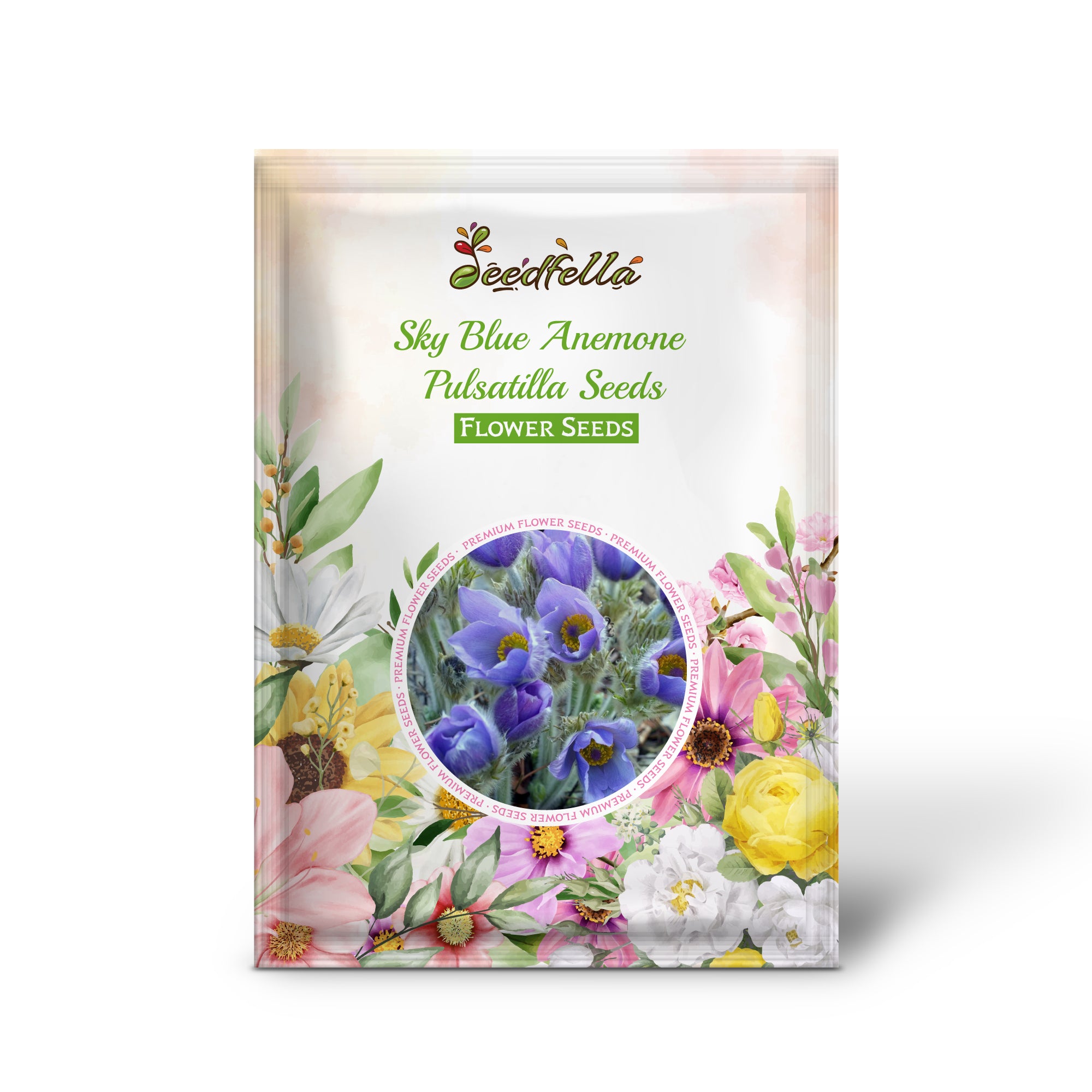 Sky Blue Anemone Pulsatilla Bell-Shaped Flowers