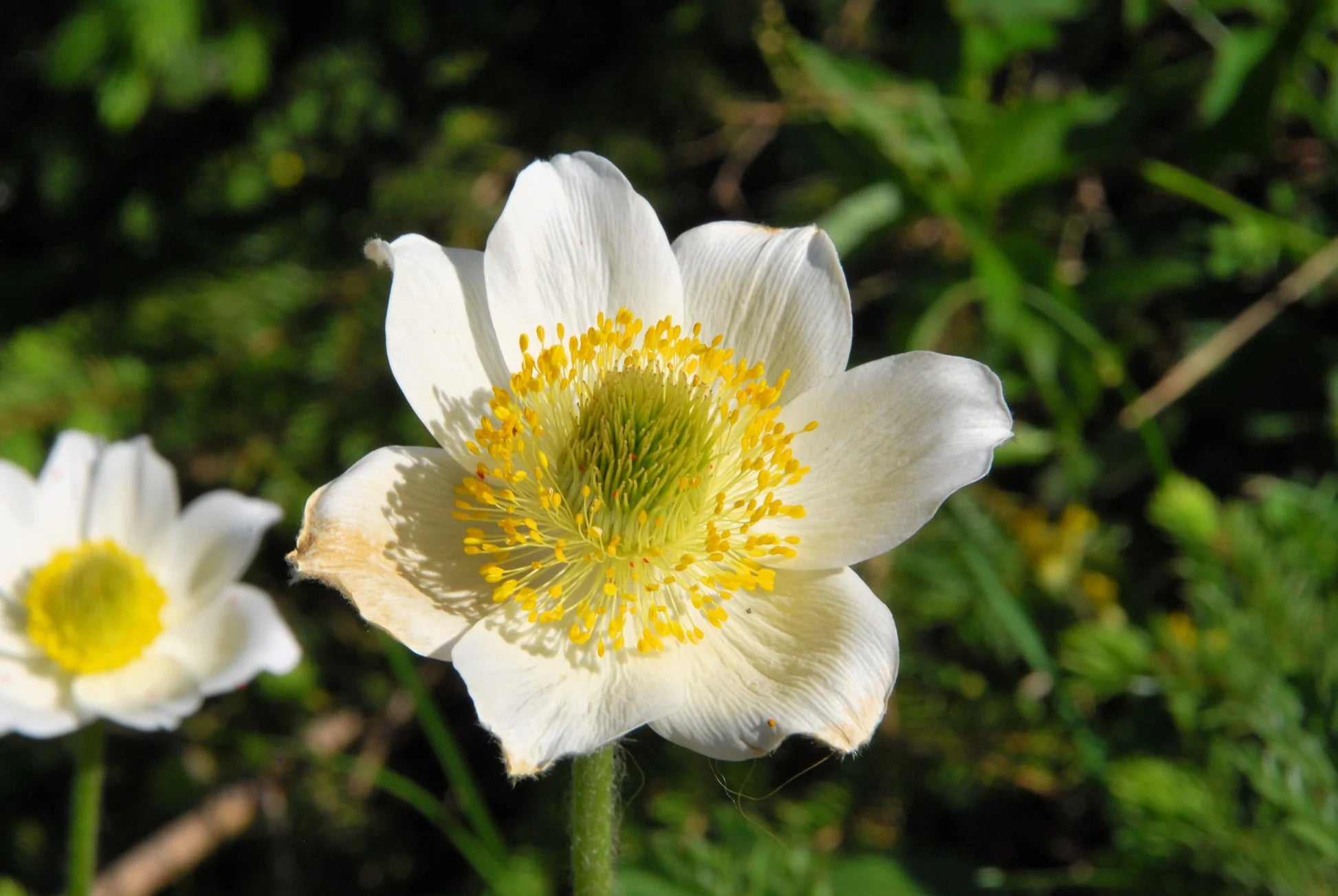 Yellow Anemone Pulsatilla in Pots