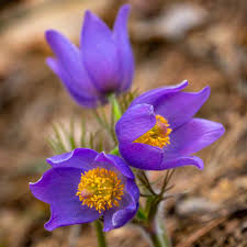Anemone Pulsatilla Flowers in Rock Garden