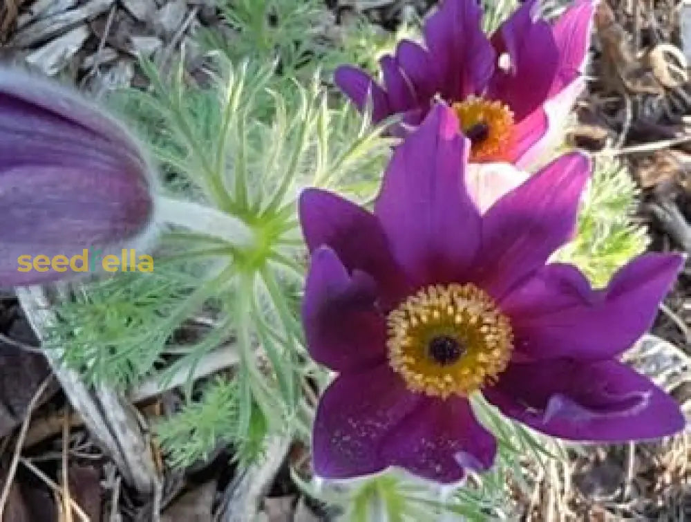 Anemone Pulsatilla Violet Seeds For Planting - Perennial Flower