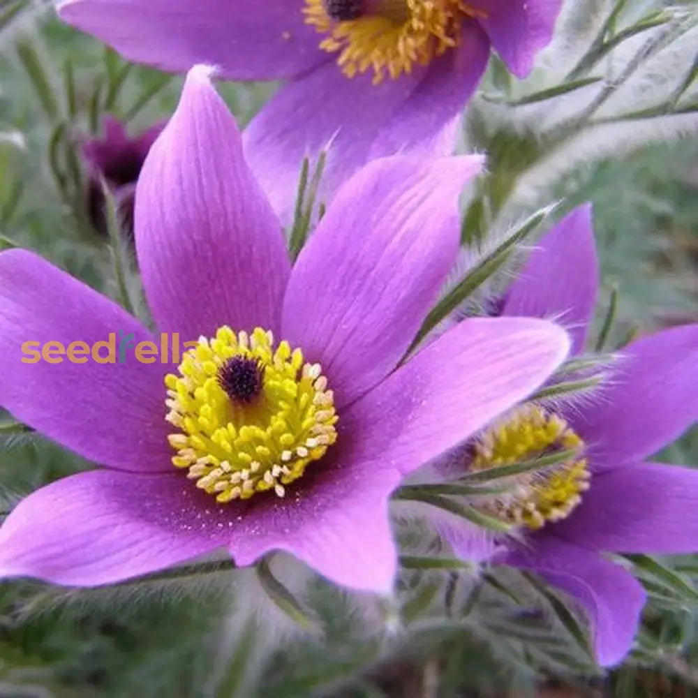 Anemone Pulsatilla Violet Seeds For Planting - Perennial Flower