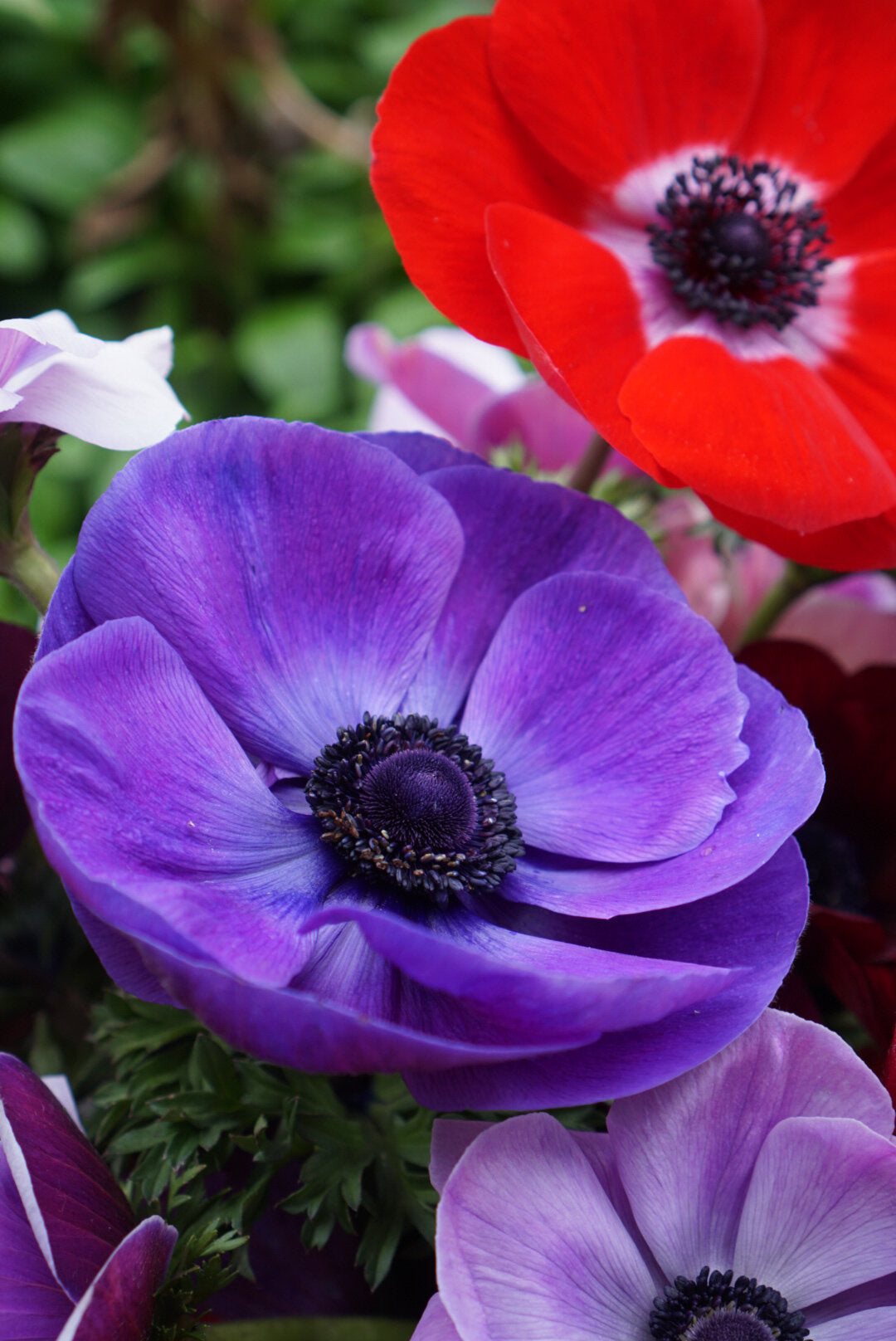 Healthy Anemone Seedlings Growing