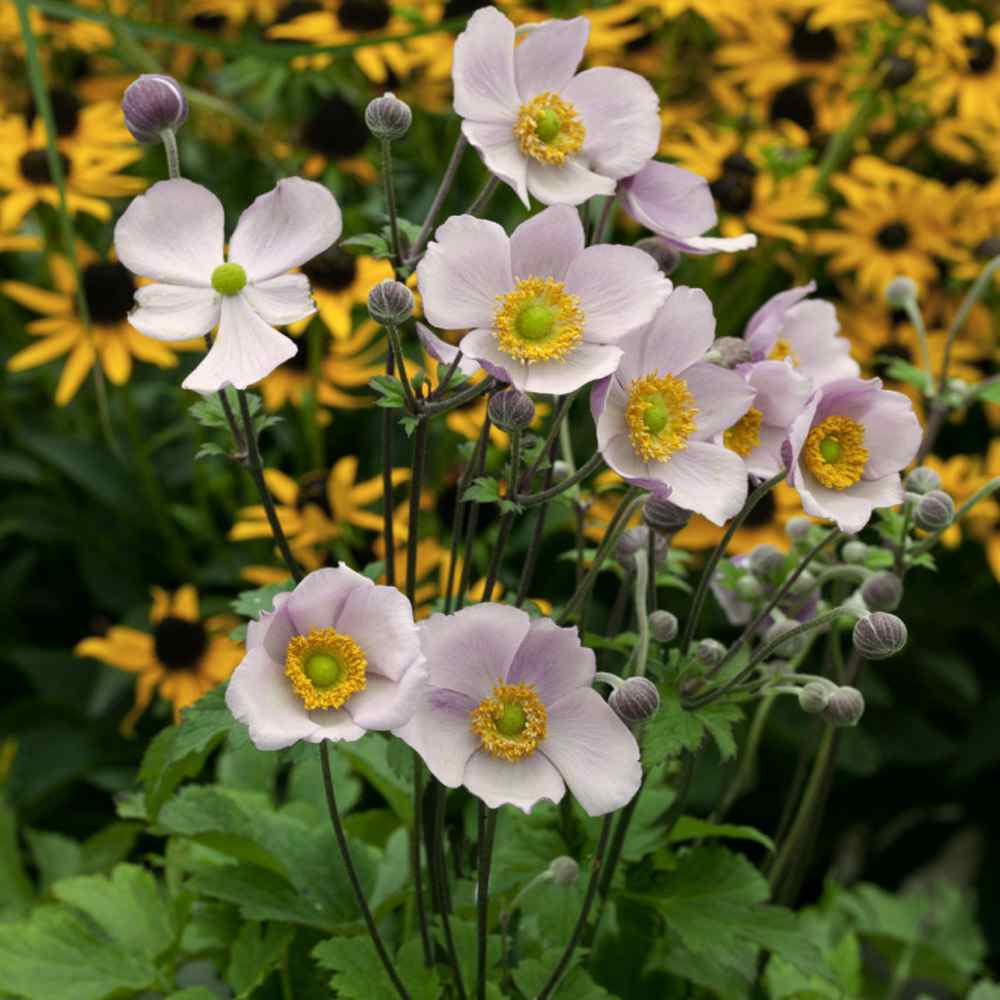 White Anemone Pulsatilla Seeds For Elegant Planting Flower