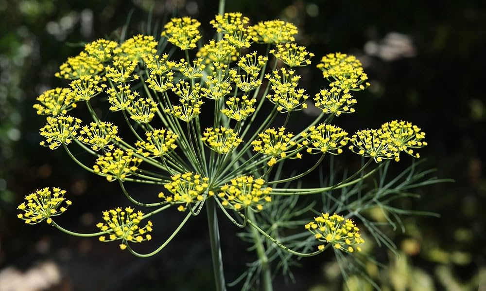 Anethum graveolens Bouquet Dill growing in containers