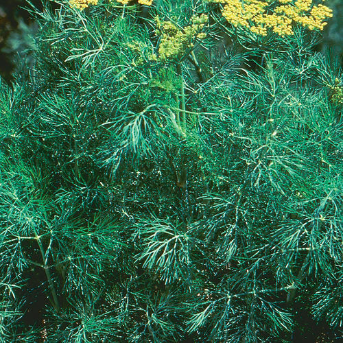 Anethum graveolens Fernleaf Dill growing in containers
