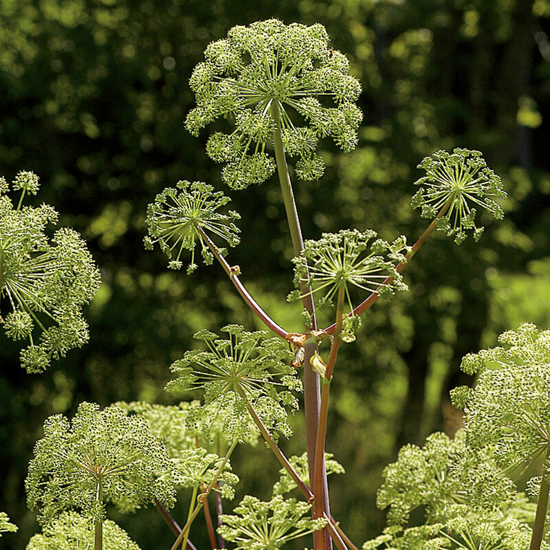 Angelica archangelica edible herb growing in full sun