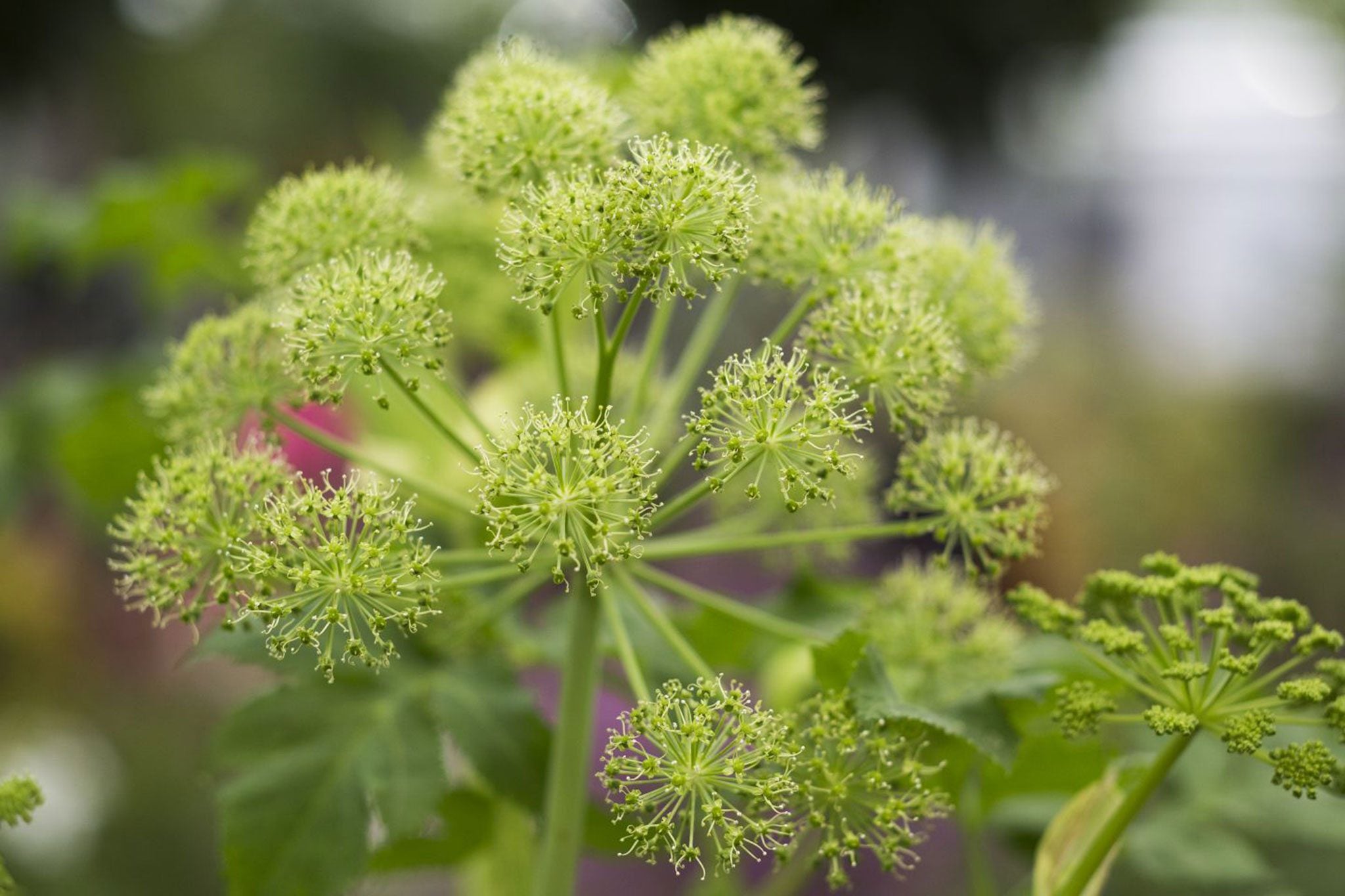 Angelica biennial rosette grown from seeds first year