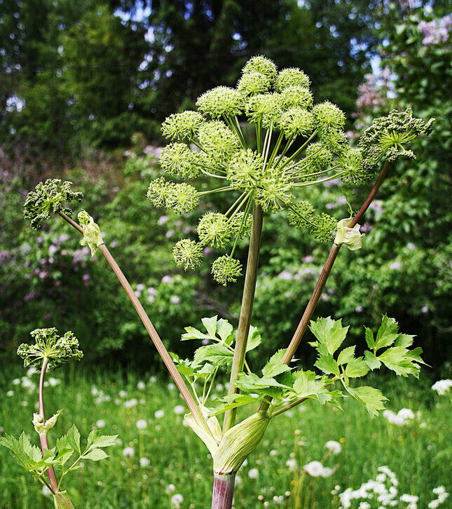 Angelica herb with greenish-white flower umbels