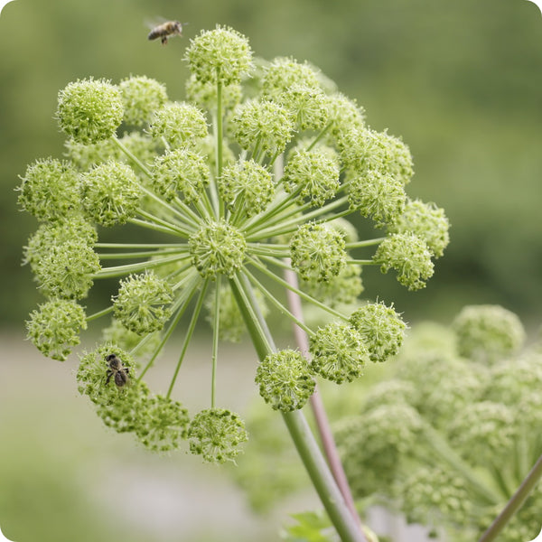 Angelica seedlings with large green foliage grown from seeds