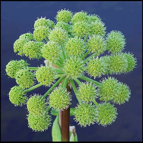Angelica plant with aromatic leaves and tall stems in garden