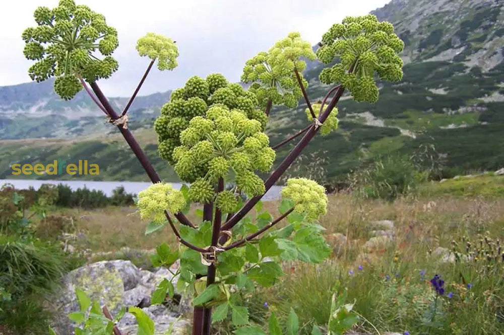 Angelica Seeds For Garden Planting Herb