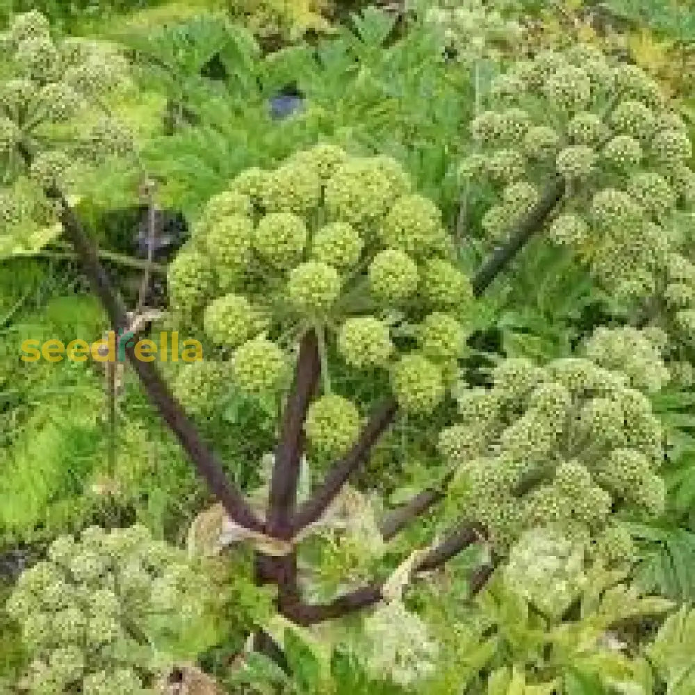 Angelica Seeds For Garden Planting Herb