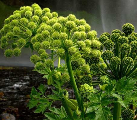Angelica archangelica seeds with full planting guide