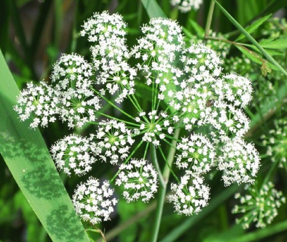 Angelica sinensis herb foliage and stems