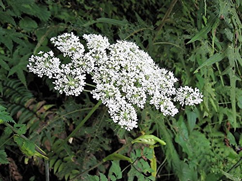 White flowering Angelica sinensis plant close-up