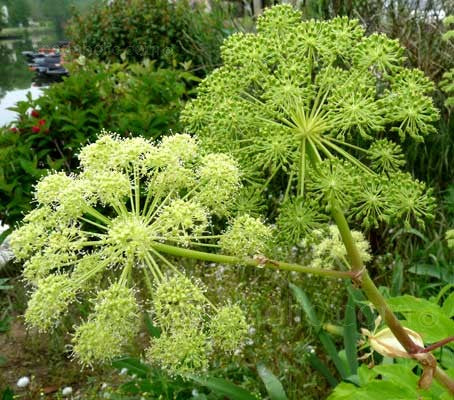 Angelica Archangelica medicinal herb seeds for herb gardens, borders, and landscapes