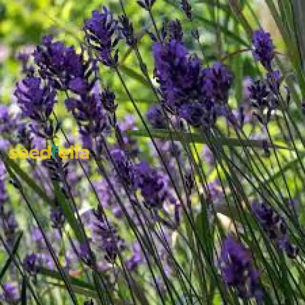 Angustifolia Flower Seeds For Planting  Brighten Your Garden