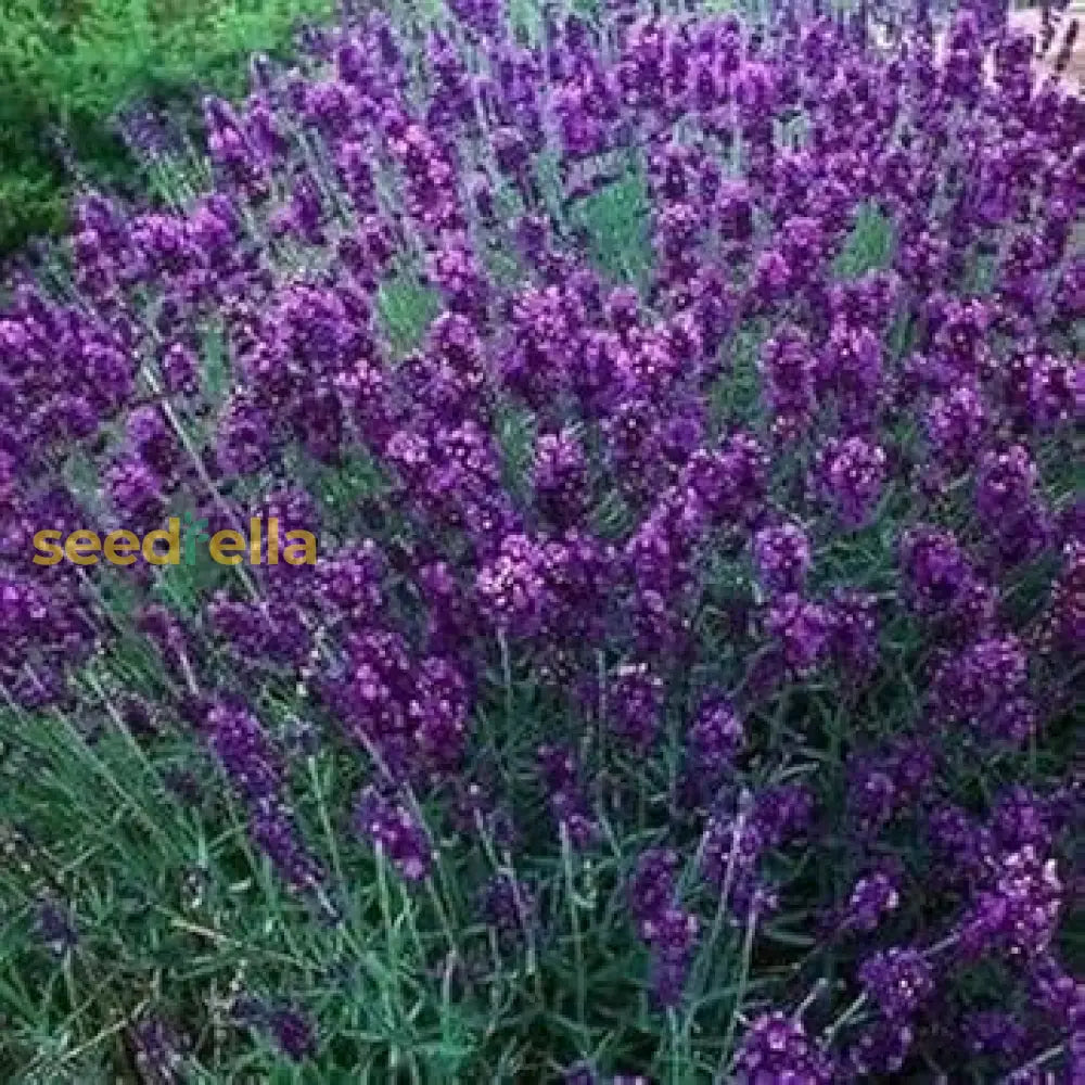 Angustifolia Flower Seeds For Planting  Brighten Your Garden