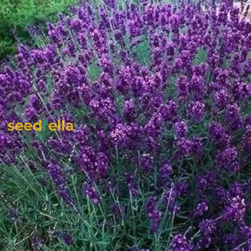 Angustifolia Flower Seeds For Planting  Brighten Your Garden