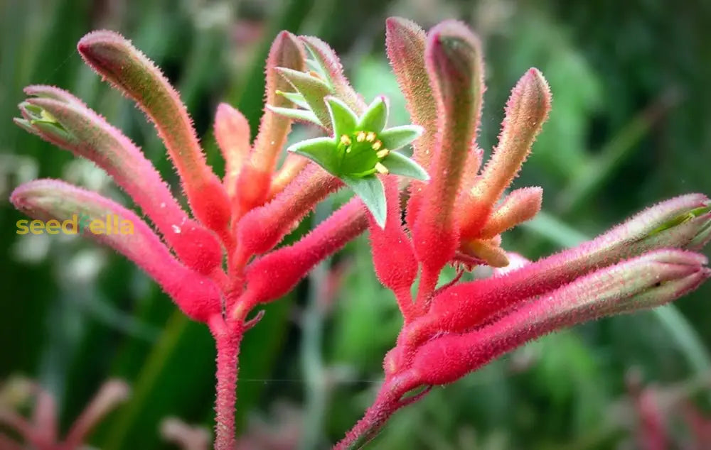 Anigozanthos Humilis Kangaroo Paw Flower Seeds For Easy Planting