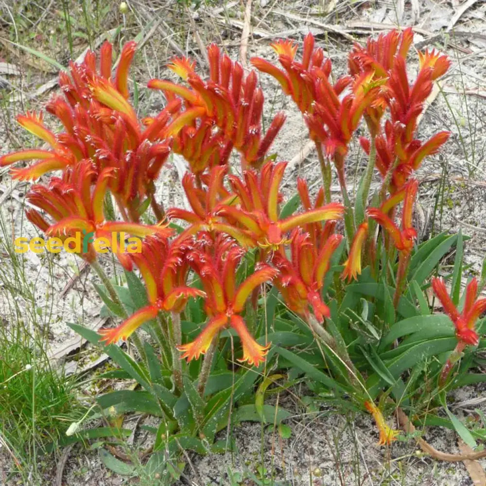 Anigozanthos Humilis Kangaroo Paw Flower Seeds For Easy Planting