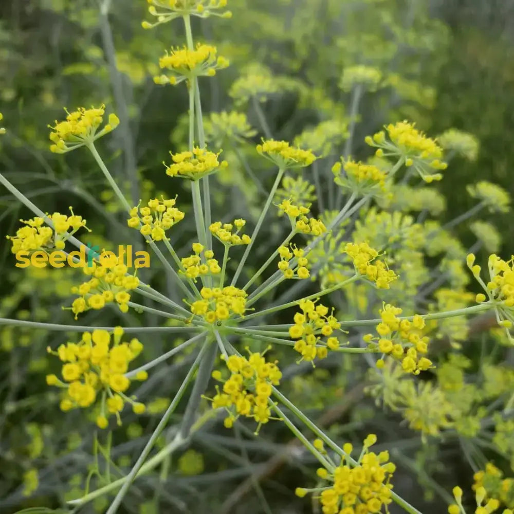 Anise Flower Planting Seeds For Home Gardens Herb