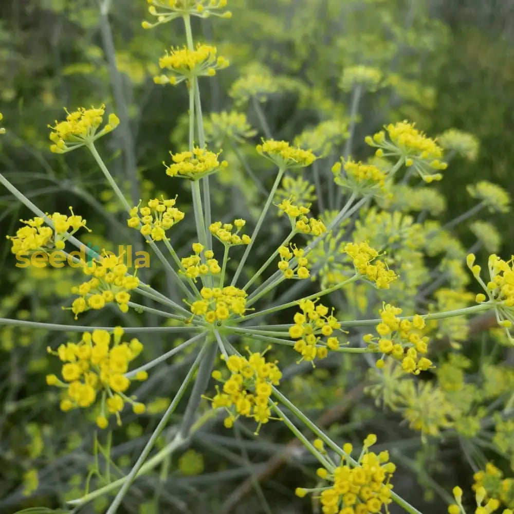 Anise Flower Planting Seeds For Home Gardens Herb