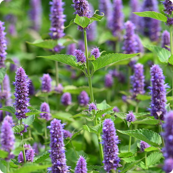 Anise Hyssop seeds Agastache foeniculum purple flower spikes