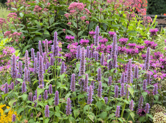 Anise Hyssop seeds with purple flowering spikes