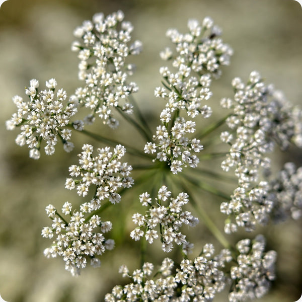 Anise seeds Pimpinella anisum heirloom grown in sunny garden beds
