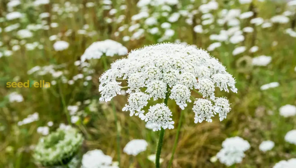 Anneâ€™s Lace Flower Seeds For Easy Planting