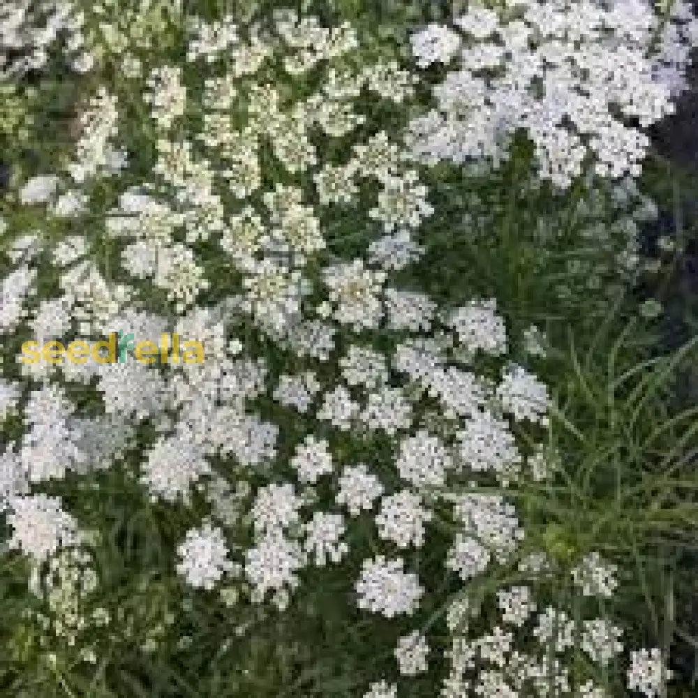 Anneâ€™s Lace Flower Seeds For Easy Planting