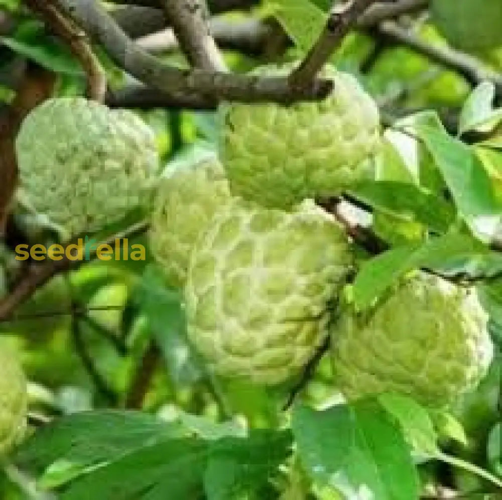 Annona Squamosa Seeds For Planting Sweet Fruit Treats